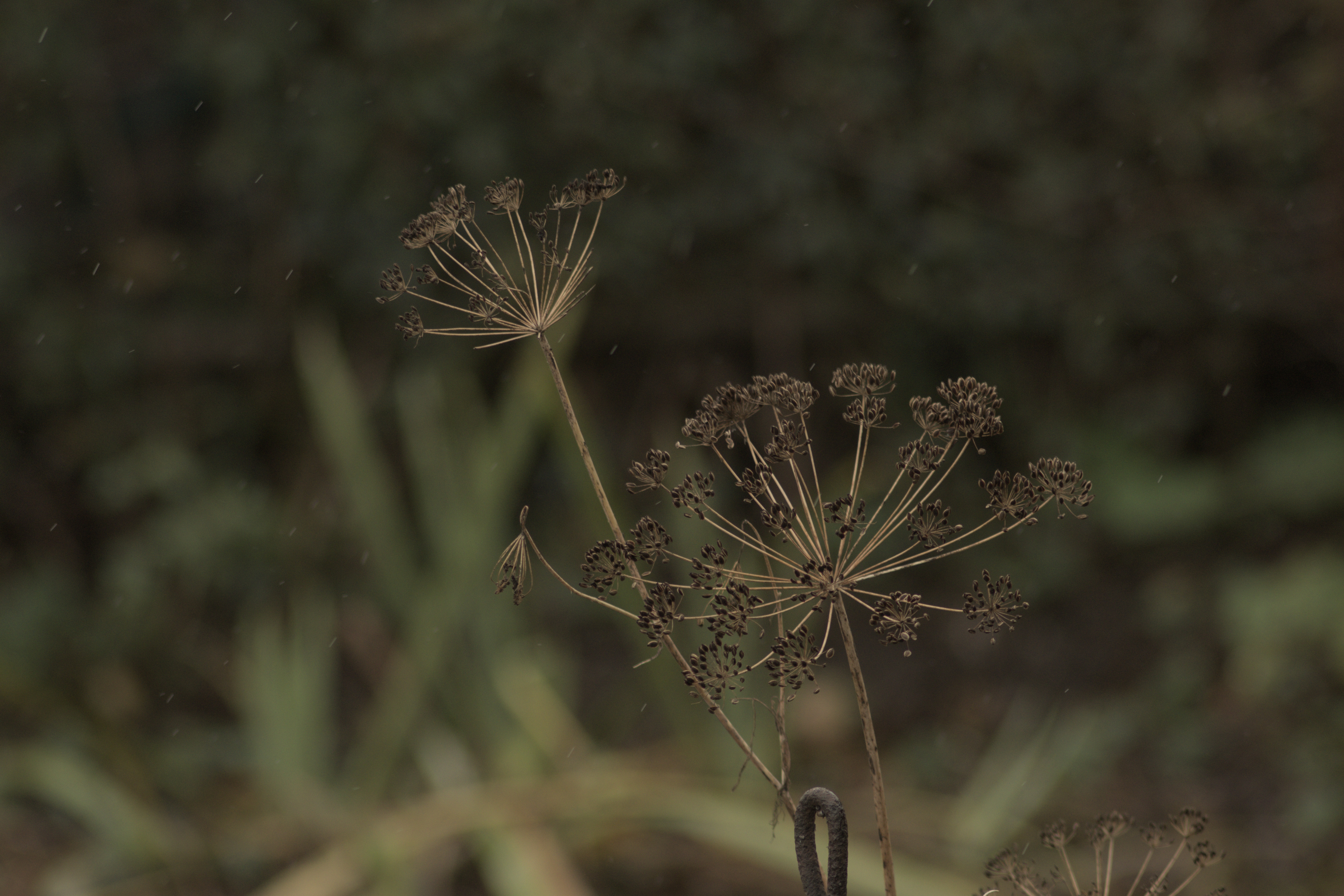 Pentacon 200mm f4  G.D.R.  (M42) - _I4A0067.jpg